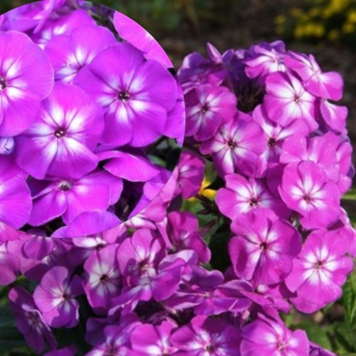 Phlox paniculata 'Adessa® Special Purple Star' - Aed-leeklill 'Adessa® Special Purple Star' C1,5/1,5L